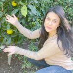 Preity Zinta Instagram - I’m so excited to show you all how much fruit my little navel orange tree has. ये नेवल संतरे का पेड़ छोटू पेड़ हैं लेकिन ये बहुत मोटू फ़्रूट देता है 🤩और इसे देख के मैं बेहद ख़ुश हूँ …. सोचा आप लोगों के साथ शेयर करू 😍 #fruitalicious #gharkikheti #घरकीखेती #organic #gardening #navelorange #ting Los Angeles, California