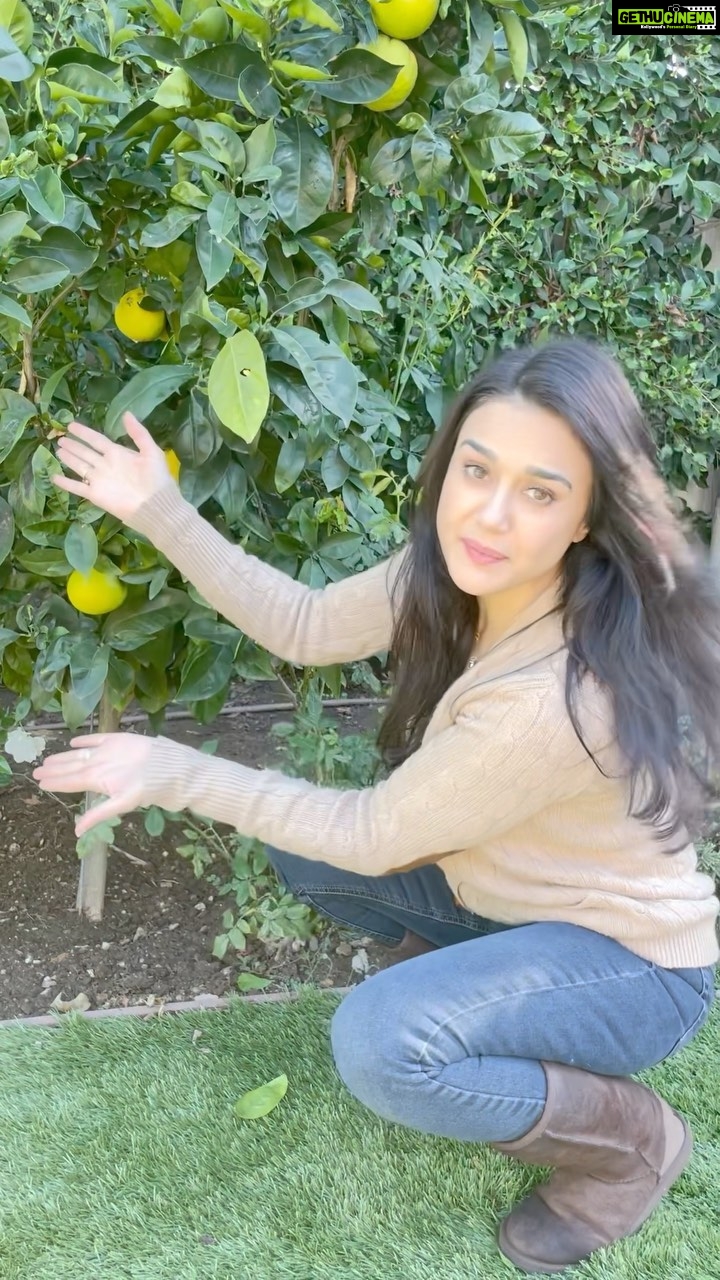 Preity Zinta - 1.3 Million Likes - I’m so excited to show you all how much fruit my little navel orange tree has. ये नेवल संतरे का पेड़ छोटू पेड़ हैं लेकिन ये बहुत मोटू फ़्रूट देता है 🤩और इसे देख के मैं बेहद ख़ुश हूँ …. सोचा आप लोगों के साथ शेयर करू 😍 #fruitalicious #gharkikheti #घरकीखेती #organic #gardening #navelorange #ting