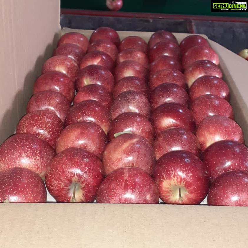 Preity Zinta Instagram - Our first batch of Organic GALA apples from our farm. So proud of my brother for making every effort towards organic farming. Itโs been an uphill journey the past 5 years but totally worth it in the end ๐ #galaapples #himachalapples #organicfarming #ting Rohru - HP
