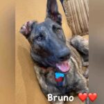 Preity Zinta Instagram - Bruno ❤️❤️