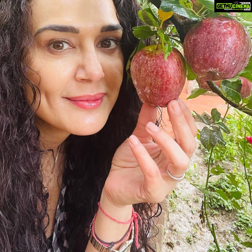 Preity Zinta Instagram - An appy life 🍎 #home #appleseason #himachalapples #pahadivibes #ting
