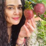 Preity Zinta Instagram – An appy life 🍎 #home #appleseason #himachalapples #pahadivibes #ting