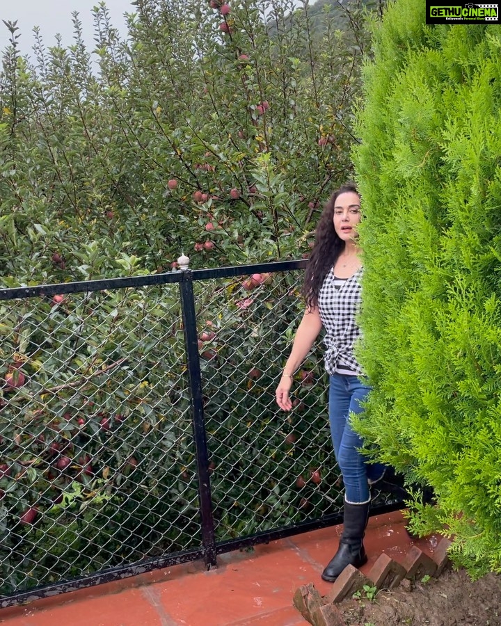Preity Zinta Instagram - I was so excited to see apple trees after so long that the minute it stopped raining I ran out and made this video. Glad I did so cuz minutes after it was pouring again ⛈Going back home to our family farm during apple season after so many years was an emotional & exhilarating experience. Growing up, this place was dominated by the larger than life presence of my Grandfather, Grandmother and Rajinder Mamaji & Uma Mamiji. We spent the best days of my childhood here. Apple season was always special. So many rules. No eating in the grading halls, no disturbing or distracting the labour that diligently plucked apples in special baskets called Kiltas, no playing with apples or throwing them around etc. My fav part was apple plucking & collecting the largest and the smallest apples of the season & of course glasses of freshly squeezed apple juice🍎🍏🍎. Two years ago, I officially became a farmer & am so proud to be part of the farming community of the apple belt of Himachal Pradesh. Here’s a shout out to Himachal Apples that are the best apples in the world. I’m super stoked & proud of how well everything is maintained in all the farms given the covid situation, shortage of labour etc... I’m also extremely proud of my brother for going completely organic & replanting our orchard with organic apple trees. #Ting #Appleorchards #farmlife #familytime #proudhimachali ❤️ 📸 Col. Zinta. U.S.A -Upper Shimla Area