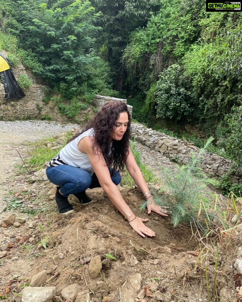 Preity Zinta Instagram - Nothing is more exciting than coming back to your roots & contributing to making your home a better place. Here I’m planting a Himalayan Cedar tree cuz Climate change & global warming is impacting all of us. It’s not just our duty but also our moral responsibility to give back to our environment so that our future generations have the same natural beauty & clean air we grew up with. #Himalayancedar #Proudhimachali #Plantatree #mothernature #ting Jubbal Shimla