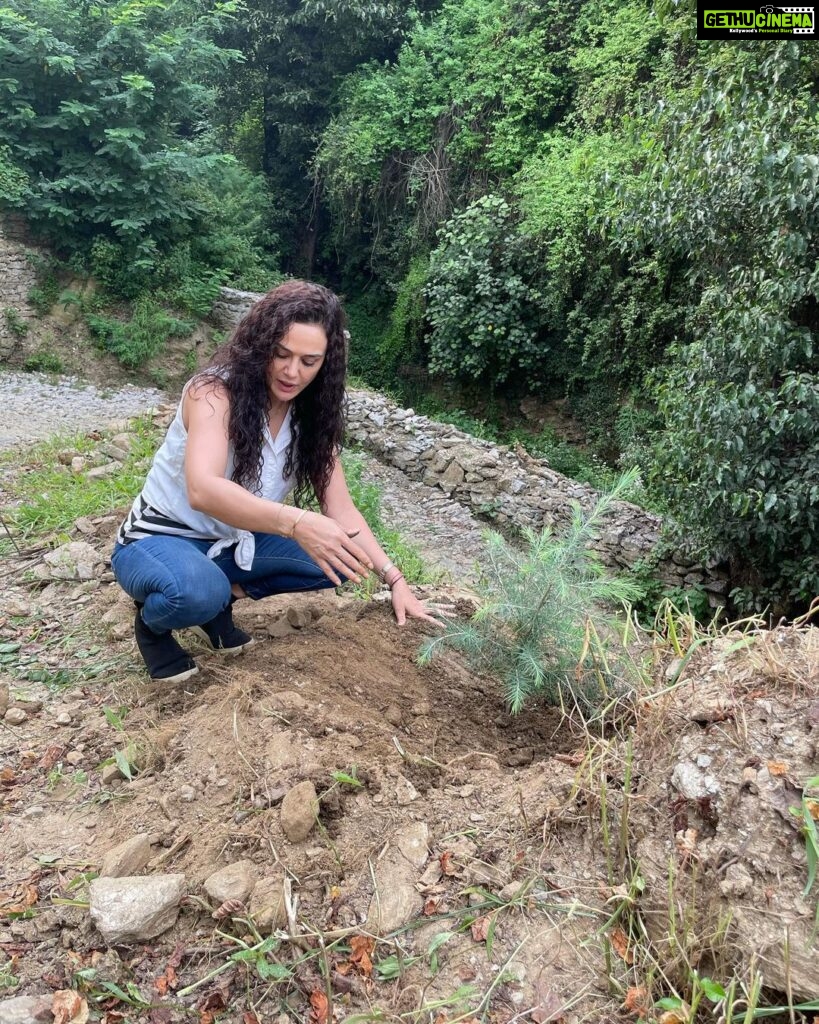 Preity Zinta Instagram - Nothing is more exciting than coming back to your roots & contributing to making your home a better place. Here I’m planting a Himalayan Cedar tree cuz Climate change & global warming is impacting all of us. It’s not just our duty but also our moral responsibility to give back to our environment so that our future generations have the same natural beauty & clean air we grew up with. #Himalayancedar #Proudhimachali #Plantatree #mothernature #ting Jubbal Shimla