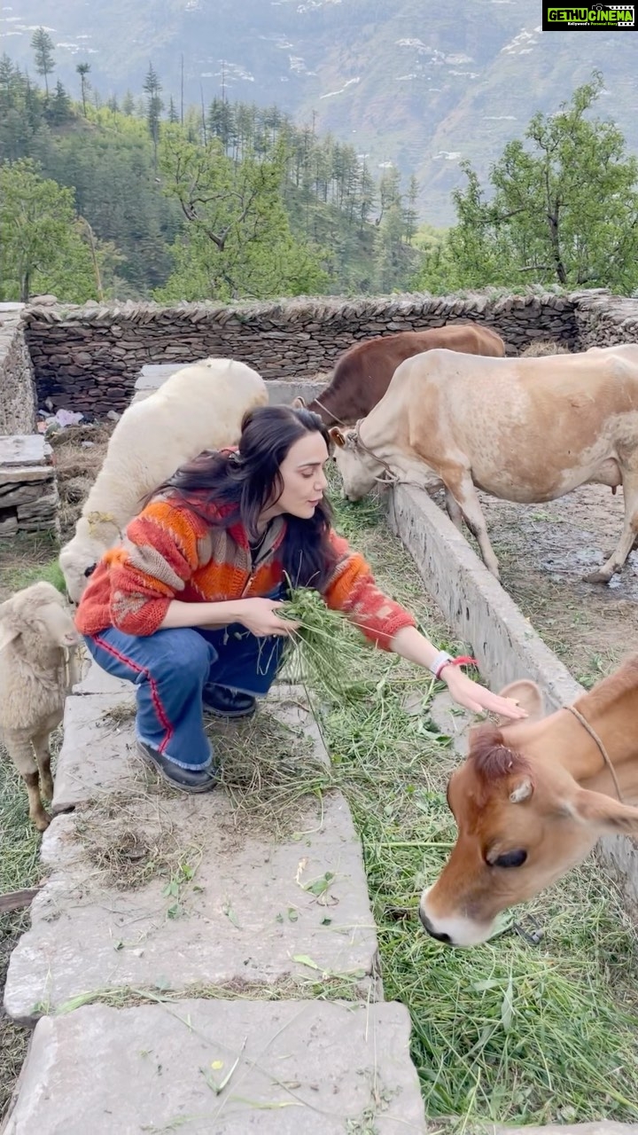 Preity Zinta Instagram - Happy state of mind ❤️ #home #farmlife #family #pahadiswag #backtomyroots #ting U.S.A -Upper Shimla Area