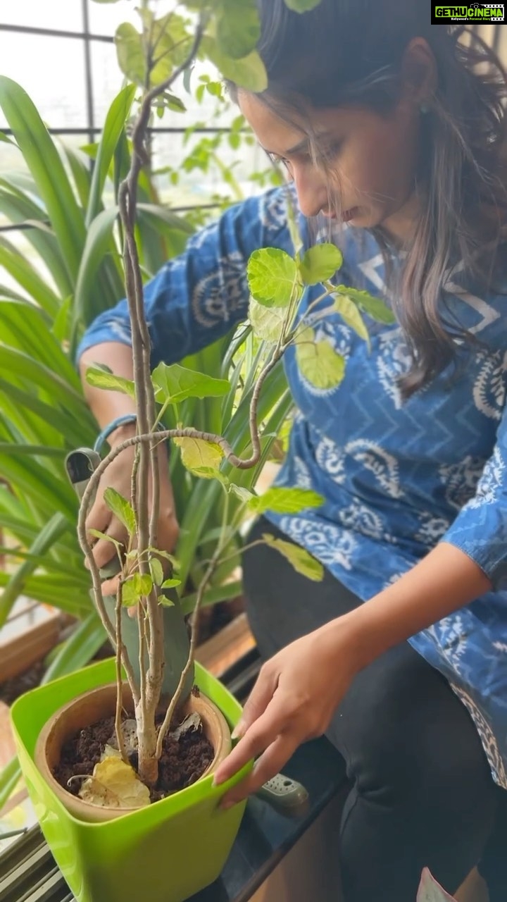 Priya Marathe Instagram - Wrong answers only 🤪☘️ . . #priyamarathe #marathiactress #actorslife #gardening Mumbai, Maharashtra