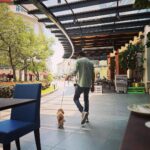 Priyanka Nalkari Instagram - #myfamily #myman #prince #pet #poodle #love #life #missinguboth #malaysia #we
