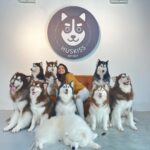 Priyanka Nalkari Instagram - #love #myman #huskiss #lovetowardspets🤗😍😍 #peace #malaysia #posers #pets #happiness @huskiss #nalkarpriyanka #priyankanalkari #roja #seetha #wifelife #eidmubarak Huskiss