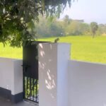 Rithika Tamil Selvi Instagram - Unexpected guest 🐿️