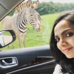 Samvrutha Sunil Instagram - #selfiewiththewild #adventure #zebraandme