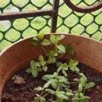 Sana Amin Sheikh Instagram - So, I had sown some seeds of either Hari Mirch or Tomatoes.. now i can see the results.. but confused as in Yeh Kya hai? Can some one help me? Haha. And that lil lavender flower u see? , has grown on its own.. like the maalis say-junglee poudha.. (no plant is junglee for me though) #MashaAllah 5.7.2017
