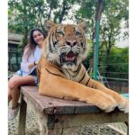 Sana Makbul Instagram - I got the eye of the Tiger 🐯 #happybirthday