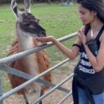 Sarah Jane Dias Instagram - WHAT?! A LAAAMA!! . #ifyouknowyouknow . can anyone guess where this dialogue is from? . @hounslowurbanfarm #lama #instareel #instareels The Hounslow Urban Farm