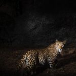 Sarah Jane Dias Instagram - Out of the shadows and into the light. . Different photos, same energy. Swipe through to see two of my favourite things in the universe, Leopards and @sarahjanedias ❤️ . #leopards #portraitphotography #wildlife #wildlifephotography #wildlifemeetsfashion #cameratrapping #camtraptions #instamood #instagood #leopard #bigcats #bigcatsofinstagram #model #modelsofinstagram #naturephotography #wildlifeandpeople #justforalaugh #sarahjanedias #lalawildlife #safariwithlala India