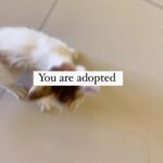 Satarupa Pyne Instagram - 😸😹. #feline #catsofinstagram #insta #beauty #happy #nature #reels #life #video #photooftheday #funny #likesforlike #repost #beautiful #comment #lifestyle #photo #meme #youtube #bhfyp #girl #trend #followme #dance #loveyourself #likeforlikeback #selfie #smile #travel #following