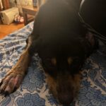 Sayani Gupta Instagram - #laila 16 (112 in dog years) Oldest member of our family! Still quite the babe! @ahir4593 🖤🤍