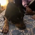 Sayani Gupta Instagram - #laila 16 (112 in dog years) Oldest member of our family! Still quite the babe! @ahir4593 🖤🤍
