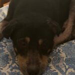 Sayani Gupta Instagram - #laila 16 (112 in dog years) Oldest member of our family! Still quite the babe! @ahir4593 🖤🤍