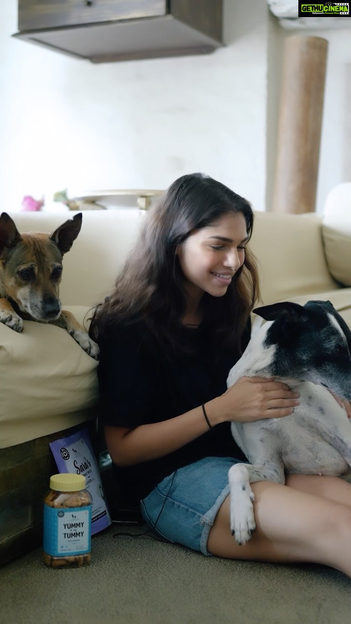 Sharmin Segal Instagram - How is it living with 9 dogs around all the time? Well, it's a beautiful life! 🐶 My dogs are more than family, and I always try to give them the best of everything. Which is why I can paw-sitively say that @headsupfortails is the perfect partner to fulfill ALL of your pets needs! Use code SHARMIN15 and get 15% off on a wide range of amazing products. #ItsABeautifulLife #HUFTforFamily #FoundOnHUFT #WoofTails #DogLove #Thor #Walnut