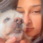 Sheen Dass Instagram - Sunshine 🌻🐕 . . #scrappy #love #home #explorepage #morning