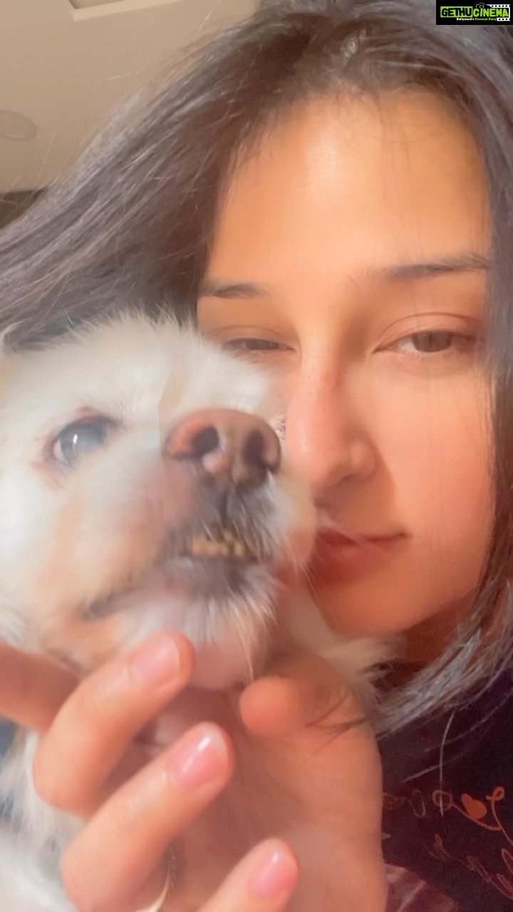 Sheen Dass Instagram - Sunshine 🌻🐕 . . #scrappy #love #home #explorepage #morning
