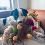 Shriya Pilgaonkar Instagram – One of Jack’s talents is stuffing a ridiculous number of toys in his mouth at once. 😂😭🐾♥️
