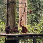 Shriya Pilgaonkar Instagram – Cousins . Cuter , funnier . The highlight of my trip . Observing them in their natural habitat was so fascinating. 🦧😁🥹🌳🧡

#Orangutan #Sepilok #sepilokrehabilitationcenter #Sandakan #Sabah Sepilok Orangutan Rehabilitation Centre