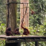 Shriya Pilgaonkar Instagram - Cousins . Cuter , funnier . The highlight of my trip . Observing them in their natural habitat was so fascinating. 🦧😁🥹🌳🧡 #Orangutan #Sepilok #sepilokrehabilitationcenter #Sandakan #Sabah Sepilok Orangutan Rehabilitation Centre