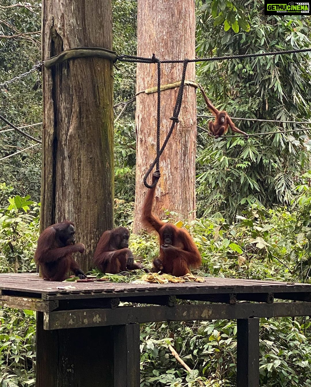 Shriya Pilgaonkar Instagram - Cousins . Cuter , funnier . The highlight of my trip . Observing them in their natural habitat was so fascinating. 🦧😁🥹🌳🧡 #Orangutan #Sepilok #sepilokrehabilitationcenter #Sandakan #Sabah Sepilok Orangutan Rehabilitation Centre