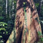 Shriya Pilgaonkar Instagram - Forest Art 🌳 #Kinabatangan #Sandakan #BilitAdventureLodge #Rainforest #ForestArt #Nature #Beauty #Junglewalk