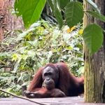 Shriya Pilgaonkar Instagram - Cousins . Cuter , funnier . The highlight of my trip . Observing them in their natural habitat was so fascinating. 🦧😁🥹🌳🧡 #Orangutan #Sepilok #sepilokrehabilitationcenter #Sandakan #Sabah Sepilok Orangutan Rehabilitation Centre