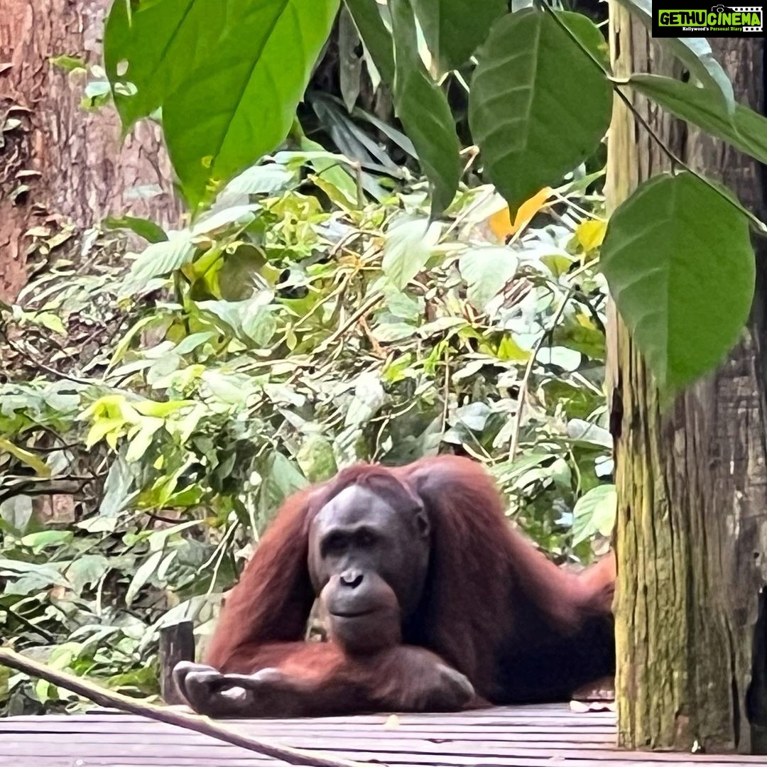 Shriya Pilgaonkar Instagram - Cousins . Cuter , funnier . The highlight of my trip . Observing them in their natural habitat was so fascinating. π¦§ππ₯Ήπ³π§‘ #Orangutan #Sepilok #sepilokrehabilitationcenter #Sandakan #Sabah Sepilok Orangutan Rehabilitation Centre