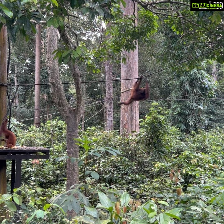 Shriya Pilgaonkar Instagram - Cousins . Cuter , funnier . The highlight of my trip . Observing them in their natural habitat was so fascinating. π¦§ππ₯Ήπ³π§‘ #Orangutan #Sepilok #sepilokrehabilitationcenter #Sandakan #Sabah Sepilok Orangutan Rehabilitation Centre