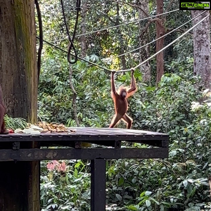 Shriya Pilgaonkar Instagram - Cousins . Cuter , funnier . The highlight of my trip . Observing them in their natural habitat was so fascinating. π¦§ππ₯Ήπ³π§‘ #Orangutan #Sepilok #sepilokrehabilitationcenter #Sandakan #Sabah Sepilok Orangutan Rehabilitation Centre