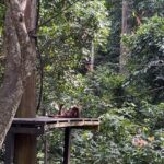 Shriya Pilgaonkar Instagram - Cousins . Cuter , funnier . The highlight of my trip . Observing them in their natural habitat was so fascinating. 🦧😁🥹🌳🧡 #Orangutan #Sepilok #sepilokrehabilitationcenter #Sandakan #Sabah Sepilok Orangutan Rehabilitation Centre