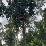 Shriya Pilgaonkar Instagram - Cousins . Cuter , funnier . The highlight of my trip . Observing them in their natural habitat was so fascinating. 🦧😁🥹🌳🧡 #Orangutan #Sepilok #sepilokrehabilitationcenter #Sandakan #Sabah Sepilok Orangutan Rehabilitation Centre