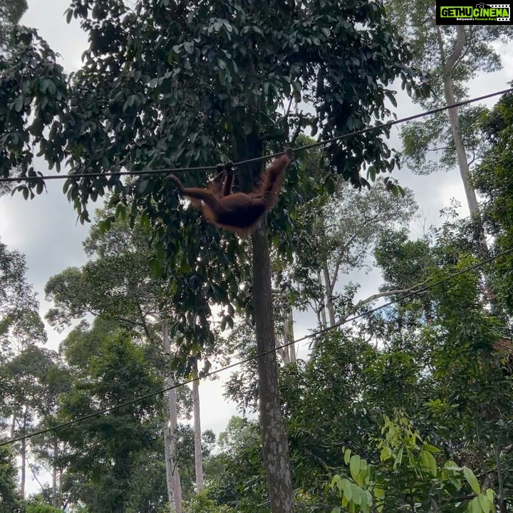 Shriya Pilgaonkar Instagram - Cousins . Cuter , funnier . The highlight of my trip . Observing them in their natural habitat was so fascinating. π¦§ππ₯Ήπ³π§‘ #Orangutan #Sepilok #sepilokrehabilitationcenter #Sandakan #Sabah Sepilok Orangutan Rehabilitation Centre