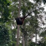 Shriya Pilgaonkar Instagram - Cousins . Cuter , funnier . The highlight of my trip . Observing them in their natural habitat was so fascinating. 🦧😁🥹🌳🧡 #Orangutan #Sepilok #sepilokrehabilitationcenter #Sandakan #Sabah Sepilok Orangutan Rehabilitation Centre