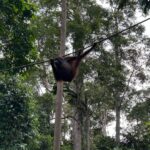 Shriya Pilgaonkar Instagram – Cousins . Cuter , funnier . The highlight of my trip . Observing them in their natural habitat was so fascinating. 🦧😁🥹🌳🧡

#Orangutan #Sepilok #sepilokrehabilitationcenter #Sandakan #Sabah Sepilok Orangutan Rehabilitation Centre