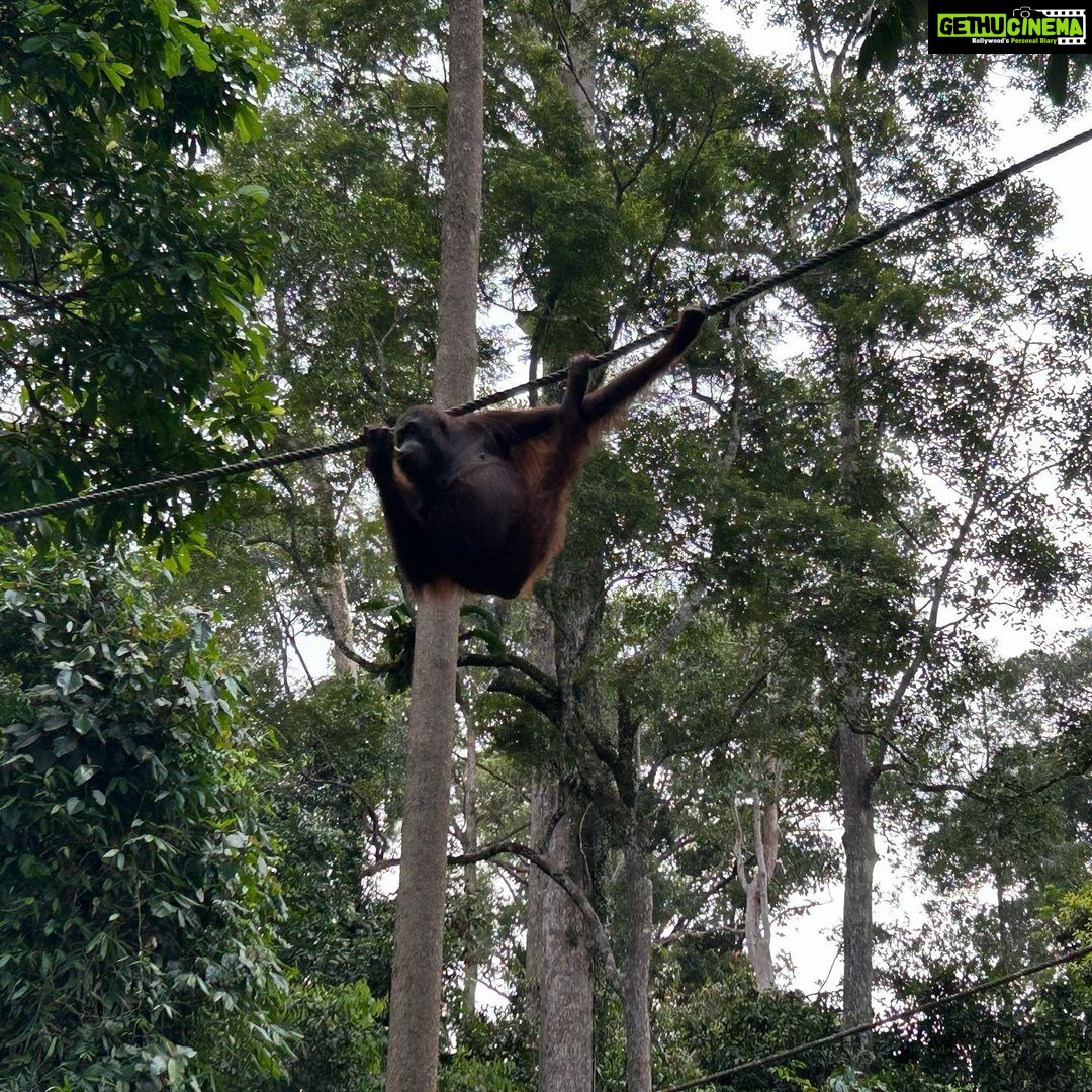 Shriya Pilgaonkar Instagram - Cousins . Cuter , funnier . The highlight of my trip . Observing them in their natural habitat was so fascinating. π¦§ππ₯Ήπ³π§‘ #Orangutan #Sepilok #sepilokrehabilitationcenter #Sandakan #Sabah Sepilok Orangutan Rehabilitation Centre