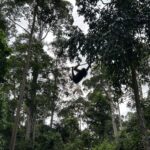 Shriya Pilgaonkar Instagram – Cousins . Cuter , funnier . The highlight of my trip . Observing them in their natural habitat was so fascinating. 🦧😁🥹🌳🧡

#Orangutan #Sepilok #sepilokrehabilitationcenter #Sandakan #Sabah Sepilok Orangutan Rehabilitation Centre