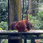 Shriya Pilgaonkar Instagram – Cousins . Cuter , funnier . The highlight of my trip . Observing them in their natural habitat was so fascinating. 🦧😁🥹🌳🧡

#Orangutan #Sepilok #sepilokrehabilitationcenter #Sandakan #Sabah Sepilok Orangutan Rehabilitation Centre