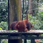 Shriya Pilgaonkar Instagram - Cousins . Cuter , funnier . The highlight of my trip . Observing them in their natural habitat was so fascinating. 🦧😁🥹🌳🧡 #Orangutan #Sepilok #sepilokrehabilitationcenter #Sandakan #Sabah Sepilok Orangutan Rehabilitation Centre
