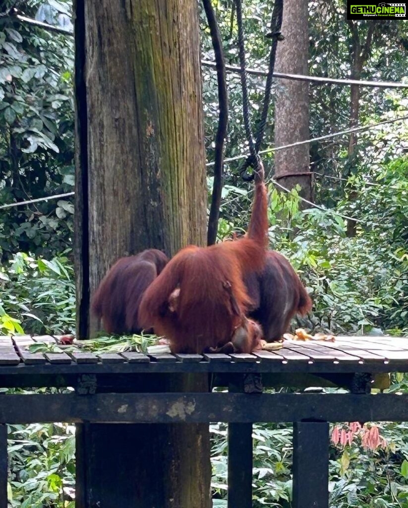 Shriya Pilgaonkar Instagram - Cousins . Cuter , funnier . The highlight of my trip . Observing them in their natural habitat was so fascinating. 🦧😁🥹🌳🧡 #Orangutan #Sepilok #sepilokrehabilitationcenter #Sandakan #Sabah Sepilok Orangutan Rehabilitation Centre