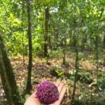 Shriya Pilgaonkar Instagram - Forest Art 🌳 #Kinabatangan #Sandakan #BilitAdventureLodge #Rainforest #ForestArt #Nature #Beauty #Junglewalk