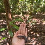 Shriya Pilgaonkar Instagram - Forest Art 🌳 #Kinabatangan #Sandakan #BilitAdventureLodge #Rainforest #ForestArt #Nature #Beauty #Junglewalk