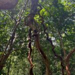Shriya Pilgaonkar Instagram - Forest Art 🌳 #Kinabatangan #Sandakan #BilitAdventureLodge #Rainforest #ForestArt #Nature #Beauty #Junglewalk