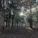 Shruti Bapna Instagram - How amazing it is that we have all kinds of landscapes within India! Here are some lovely views from Pench Tiger Reserve💚 . . . . . #penchnationalpark #tigerreserve #beautifulindia #indiatravel #madhyapradesh #penchtigerreserve #natureshots #treesofinstagram #photodaily