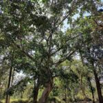 Shruti Bapna Instagram - How amazing it is that we have all kinds of landscapes within India! Here are some lovely views from Pench Tiger Reserve💚 . . . . . #penchnationalpark #tigerreserve #beautifulindia #indiatravel #madhyapradesh #penchtigerreserve #natureshots #treesofinstagram #photodaily
